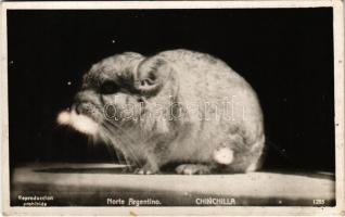 Argentina, Chinchilla (lyukak / pinholes)