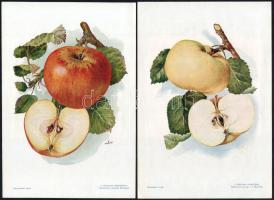 cca 1935-1940 Almafajták, 3 db színes nyomat, a Kertészet mellékletei, Bp., Stephaneum-ny., hátoldalukra ragasztott leírássokkal, 24,5x16,5 cm