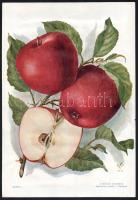 cca 1935-1940 Almafajták, 3 db színes nyomat, a "Kertészet" mellékletei, Bp., Stephaneum-n...