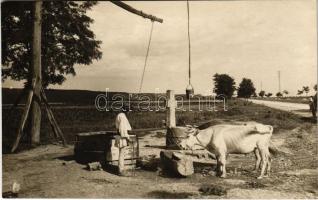 Románia, szarvasmarhát itató paraszt / WWI era, folklore, oxen. photo