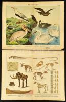 cca 1900 2 db állatokkal kapcsolatos illusztráció, színes litográfia, papír, német nyelven feliratozva, az egyik sérült, ragasztással javított, 42x33 cm