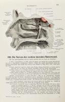 Spalteholz, Werner: Handatlas der Anatomie des Menschen. Dritter Band. Die Eingeweide, das Gehirn, d...