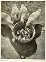 2 db Hevesy Iván: 1. A fényképezés művészete.
A szerző fényképeivel. (24 képpel.) Bp., [1939], Hats...