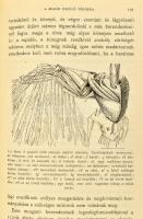 Graber Vitus: Az állatok mechanikai műszerei. Ford.: Thanhoffer Lajos. Bp., 1895, K.M. Természettudo...