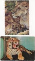 30 db MODERN állatos képeslap: oroszlánok és tigrisek / 30 modern animal postcards: lions and tigers
