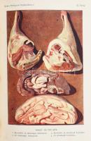 Zemplényi Szabó Antónia: Képes budapesti szakácskönyv. Sz. Hilaire Josefa, Kovács Irma, Dorn Anna, G...