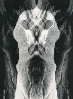 cca 1977 Kutas Rudolf budapesti fotóművész jelzés nélküli alkotása, kasírozva, 23,8x17,8 cm