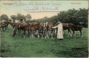 1914 Mezőhegyes, Gidrán ménes, katona tisztek. Knappe János vasúti vendéglő kiadása (EK)