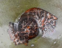 Murano Salviati jelzéssel: Üveg dísztál. Anyagukban összepréselt színes üvegrétegekből épített tál, ...