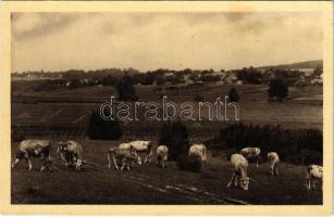 Nova (Göcsej), Legelő a határban. Kakas Ágoston kiadása 1935.