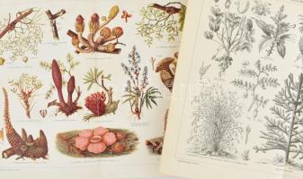 14 db vegyes melléklet a Révai Nagy Lexikonából, vegyes méretben és állapotban