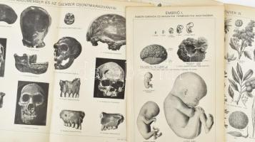 14 db vegyes melléklet a Révai Nagy Lexikonából, vegyes méretben és állapotban