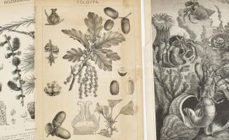 16 db vegyes (szobrászat, természettudomány) melléklet a Pallas Nagy Lexikonából, vegyes állapotban,...