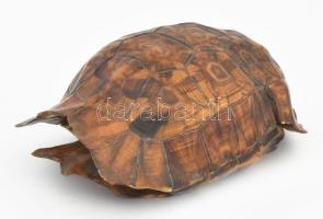 Teknős páncél, 17x12 cm