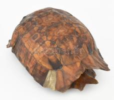 Teknős páncél, 17x12 cm