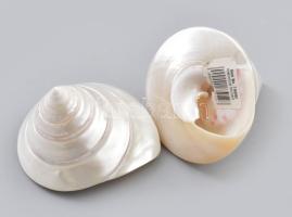 2 darab conchiglia trochus kagyló, pici kopással, m: 7 cm