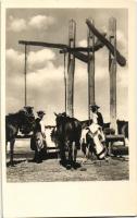 Hortobágy, lovak itatása a gémeskútnál, csikósok, folklór, photo