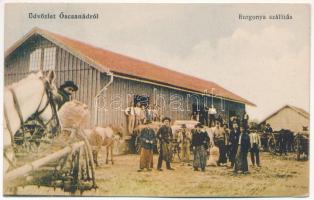 1918 Őscsanád, Németcsanád, Marosvár, Cenadu Vechi (Nagycsanád, Cenad); Burgonya szállítás. Jung Miklós kiadása / potato transport