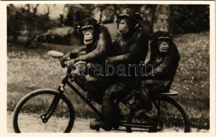 Pepi, Maxi és Lotti a kerékpározó csimpánzok az Állatkertben. Kiadja Budapest székesfőváros állat- és növénykertje. Hölzel Gyula felvétele / Chimpanzees riding a bicycle at the Budapest Zoo