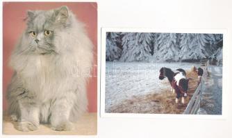 32 db MODERN állatos képeslap / 32 modern animal postcards