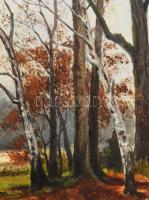 Cop. Meissner jelzéssel: Erdei napos táj. Olaj, fa. Dekoratív fakeretben, 46×60,5 cm