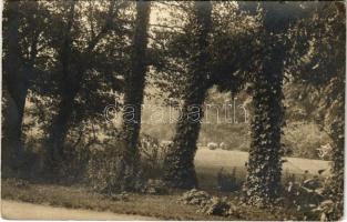 1912 Oravicabánya, Oravica, Oravicza, Oravita; erdő / forest. photo (fl)