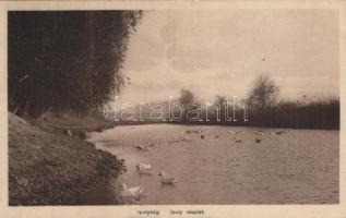 Ipolyság River with swans