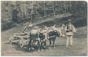 Szibiel, Bodapataka, Budenbach, Sibiel; ökörszekér, folklór / oxen cart, Transylvanian folklore (EM)