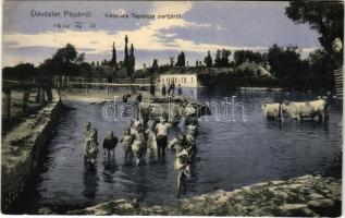 1910 Pápa, Tapolca partja, fürdőző gyerekek tehenekkel. Kis Tivadar kiadása (EK)