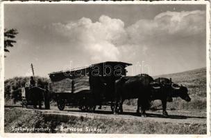 Székelyudvarhely, Odorheiu Secuiesc; Borvizes bivaly szekér / Transylvanian folklore, buffalo cart carrying mineral water