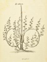 Br. Szentkereszty György: Szőlőépítés, művelés és pinczekezelés. XXI. kőnyomatu ábrával. Kolozsvárt,...