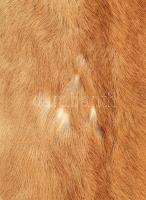 Őz szőrme 87x65 cm