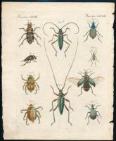 cca 1850 Rovasrok, 2 db színes metszet, papír, lap széle kissé sérült, 22×17 cm körüli méretekben