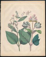 cca 1850 Halak és virágok, 2 db színes metszet, papír, kissé foltos, 20×17 cm körüli méretekben