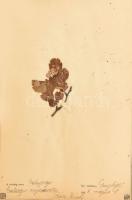 1906 Herbárium - Növénygyűjtemény 6 db külön növénycsoport külön mappában, fellelési hellyel kézzel ...