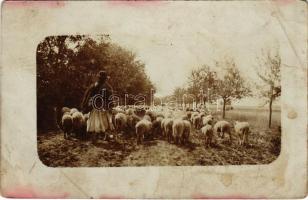 1914 Somberek, pásztor birkanyájjal, magyar folklór. photo (EB)