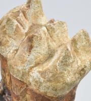 Őskori fosszília. Emlős megkövesedett foga. Zoltán Tamás ötvős művész által bronzba foglalva rusztik...