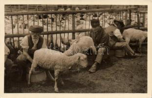 Countrymen in the Tatra milking goats