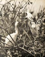 Ifj. Tildy Zoltán: Kisbalaton. Vertse Albert bevezetőjével. Ifj. Tildy Zoltán fotóival. Bp., 1953, M...