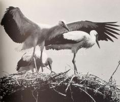 Dr. Tildy Zoltán: Madárszárnyakon. Bp., 1984, Gondolat. Fekete-fehér képekkel gazdagon illusztrálva....