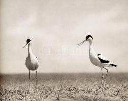 Ifj. Tildy Zoltán: Fehértó. A szerző fotóival. Bp., [1951], Országos Természetvédelmi Tanács, 75 p. ...