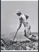 cca 1948 Robert Capa (1913-1954) (eredeti neve Friedmann Endre) fotóriporter Izraelben készített felvétele (a szűzföldek feltörése), a néhai Lapkiadó Vállalat központi fotólaborjának archívumából 1 db modern nagyítás, jelzés nélkül, 21x15 cm