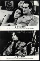 cca 1967 ,,A tigris" című olasz film jelenetei és szereplői, 13 db vintage produkciós filmfotó ...