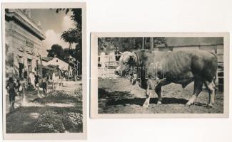 Bábolna, Bábolnapuszta - 4 db MODERN város képeslap: Népbolt, Állami Gazdaság Szimentáli törzsbika, ...