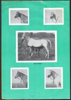 cca 1960-1970 Bábolnai arab lótenyésztés, fekete-fehér képekkel illusztrált ismertető prospektus, a ...