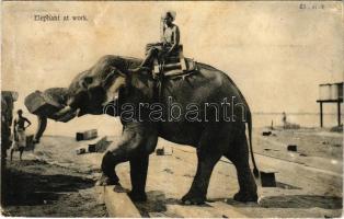 1912 Munkára fogott elefánt Indiában / Elephant at work in India (r)