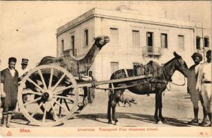 Sfax, Kocsira kötött sérült teve szállítása lóval Tunéziában / Abattoirs. Transport dun chameau blessé / Slaughterhouses. Transportation of an injured camel in Tunis