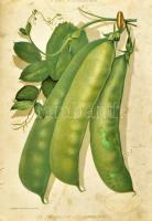 A kert. A kertészet összes ágait magába foglaló kertészeti szaklap. Főszerk és tulajdonos: Mauthner ...