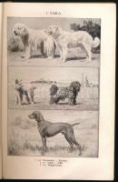 Abonyi [Lajos] - Anghi [Csaba] - Kukuljevič [József] - Vajda [Tódor]: Amit a kutyáról mindenkinek tu...