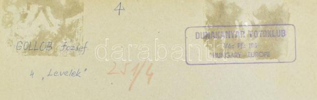 cca 1970 Gollob József ,,Levelek" című vintage fotóművészeti alkotása, feliratozva, kasírozva, ...